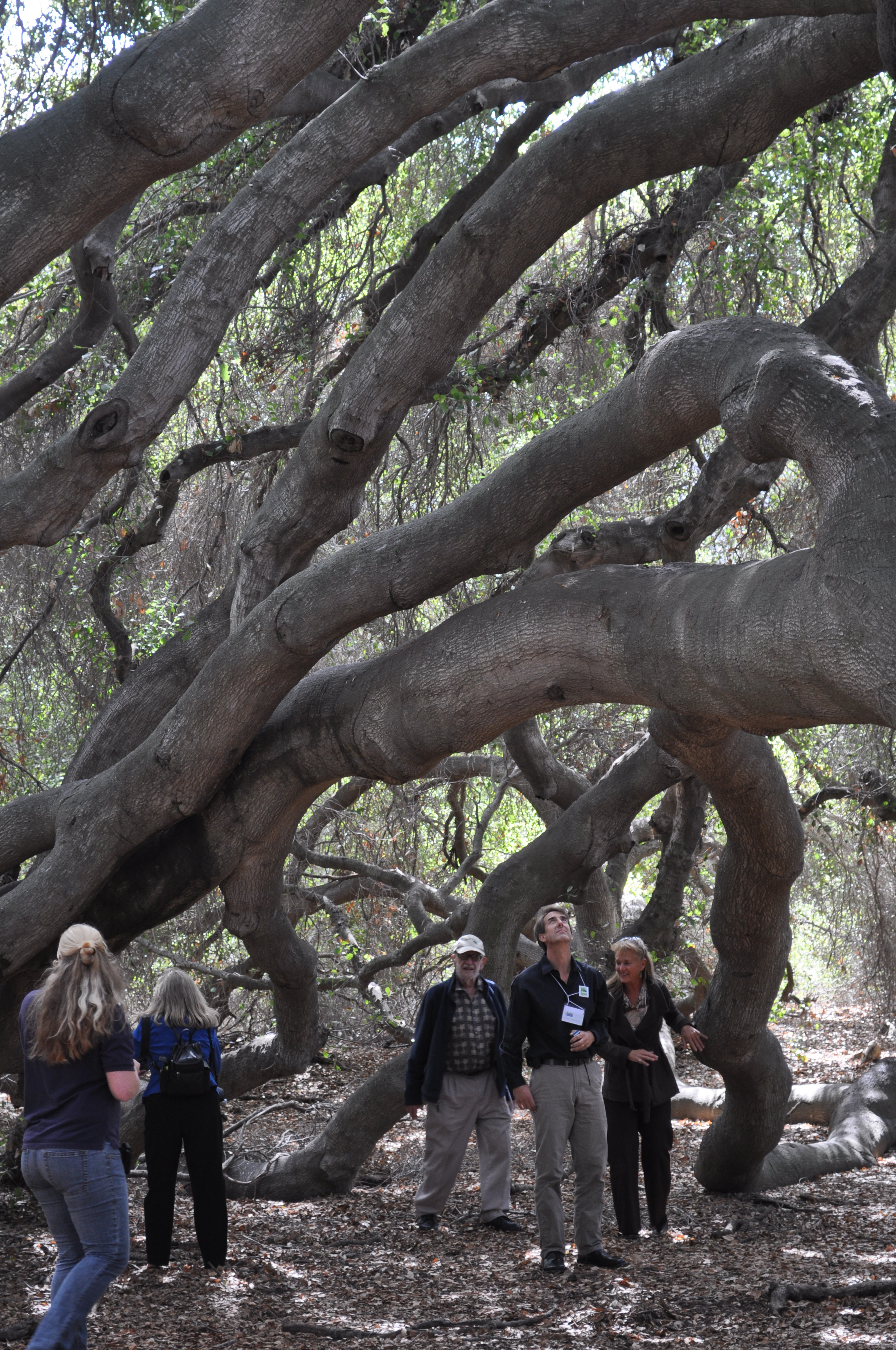 The wonder of the Pechanga reservation's great oak captivate the group.