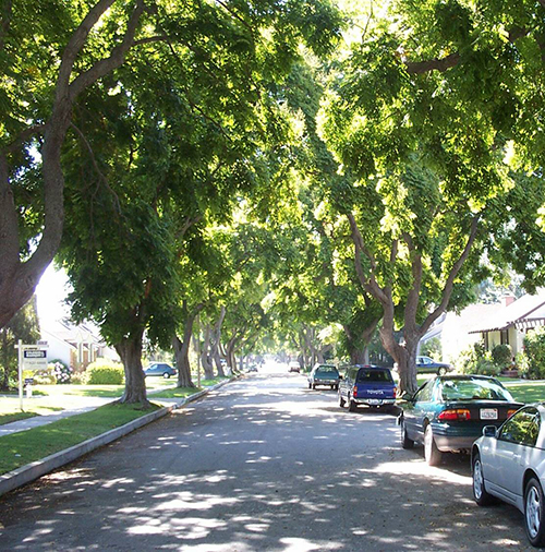 Street scene with large shade trees in LA