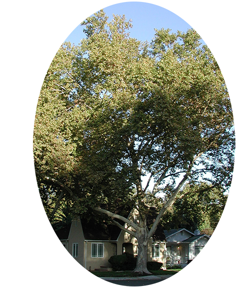 large shade tree over house